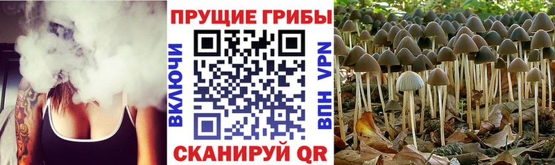 Галлюциногенные грибы Psilocybe  Россошь 